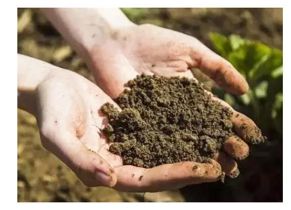 compost fertilizer